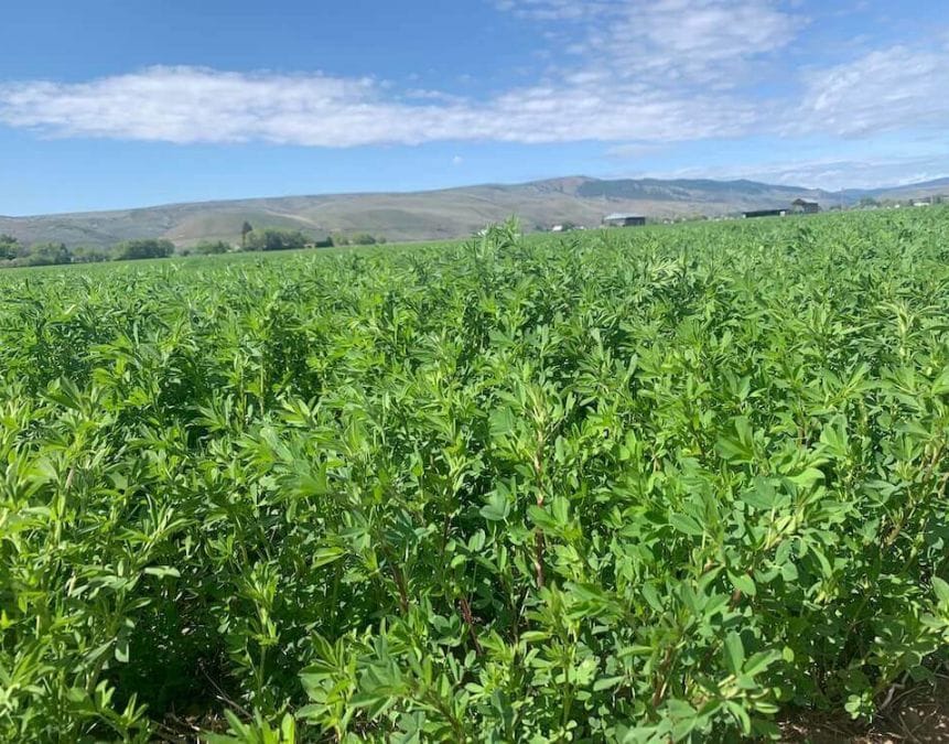 turning alfalfa into feed pellets