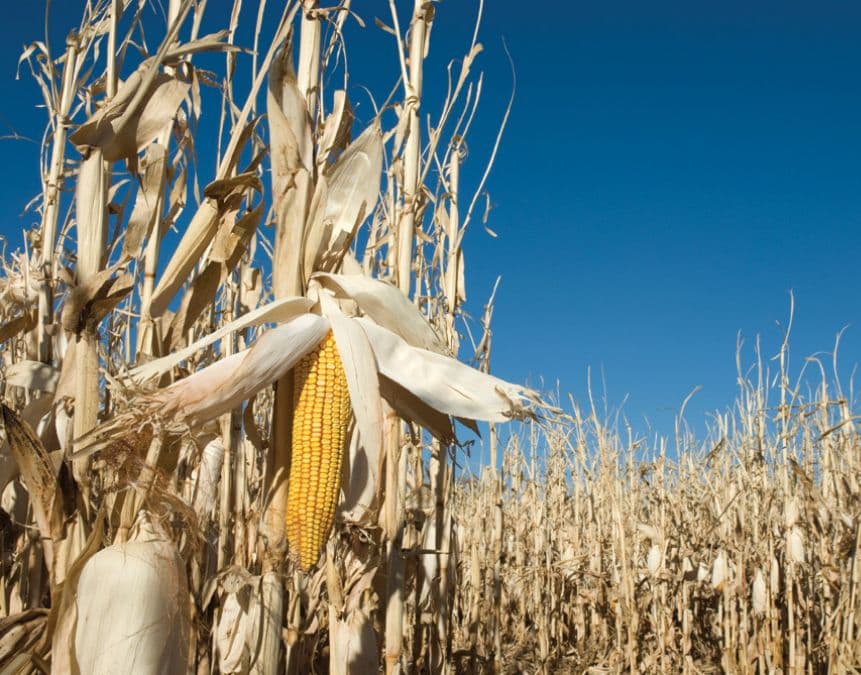 turning corn stalk into pellets