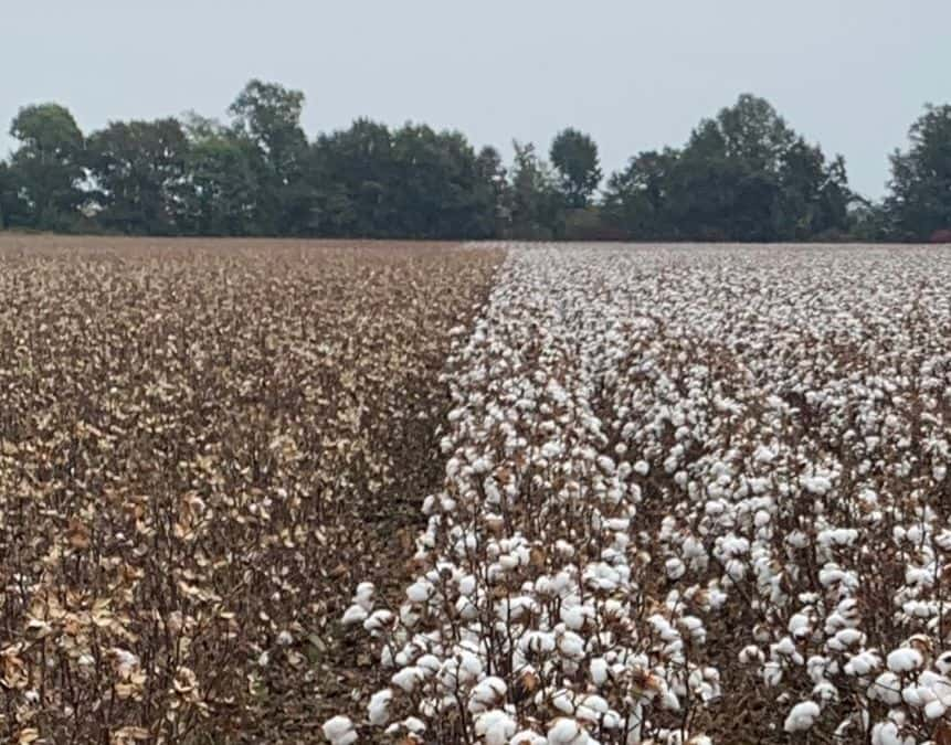 turning cotton stalk into pellets