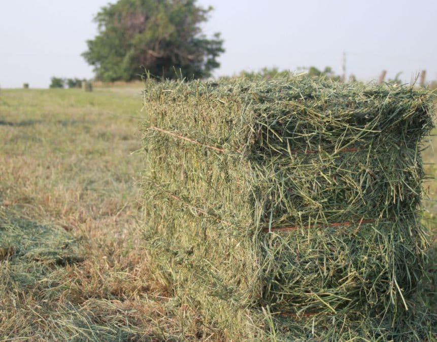 turning hay grass into pellets