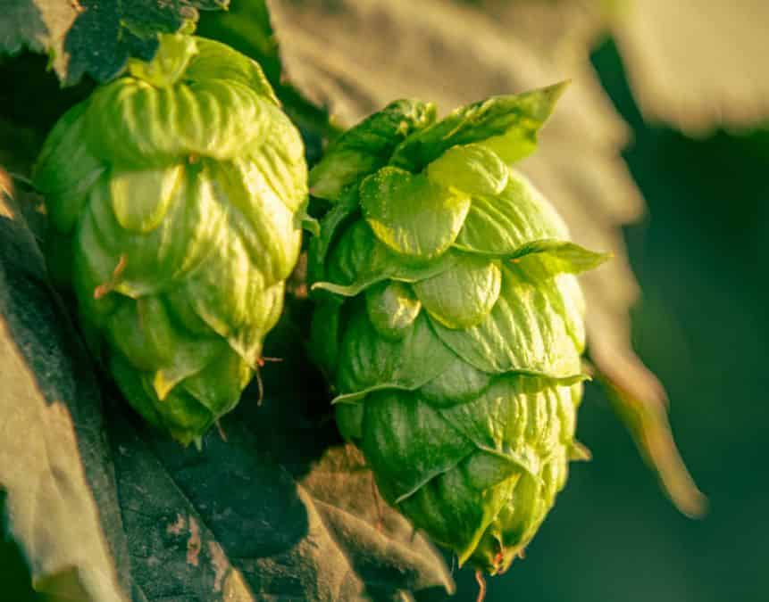 turning hops into pellets