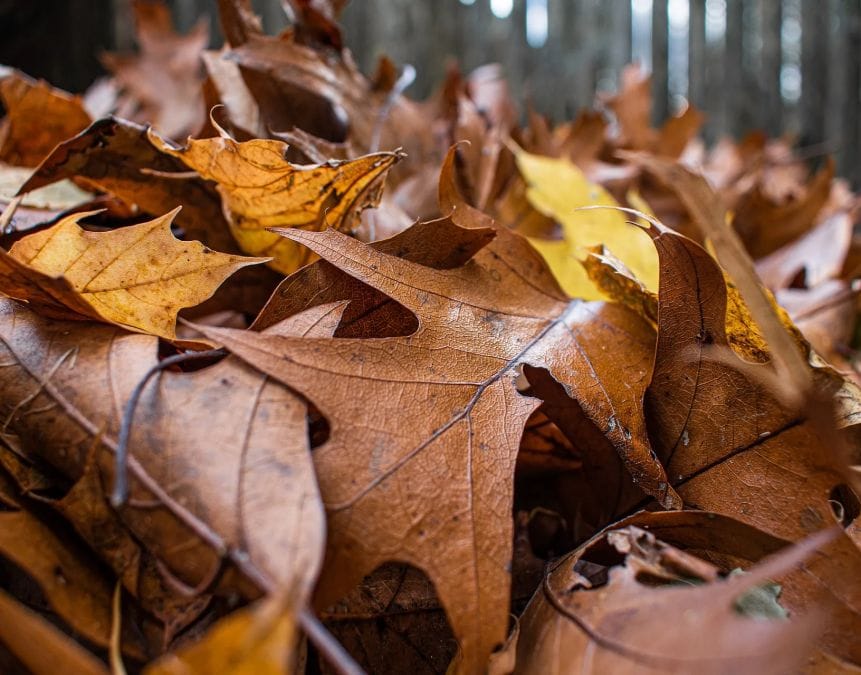 turning leaved into biofuel pellets