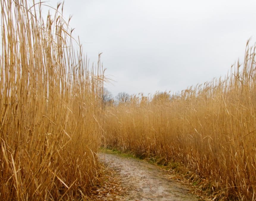 turning miscanthus into pellet for fuel and feed