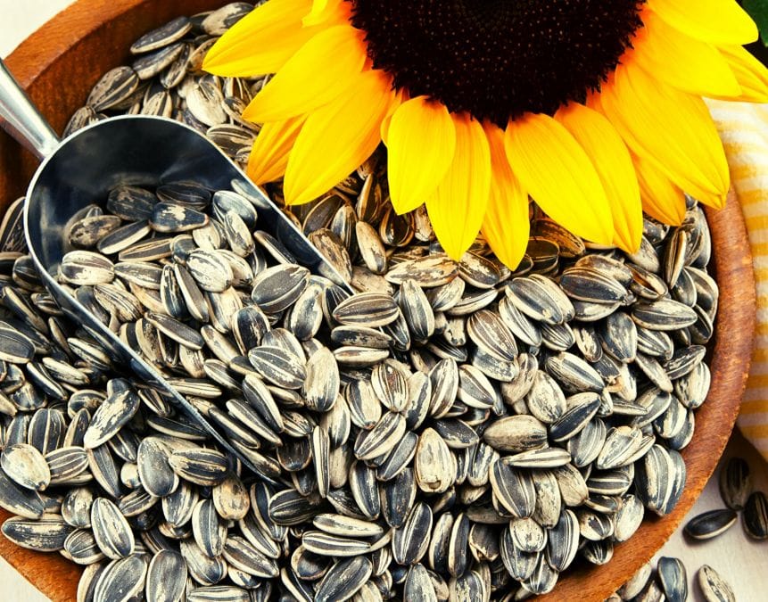 turning sunflower seed shells into pellets