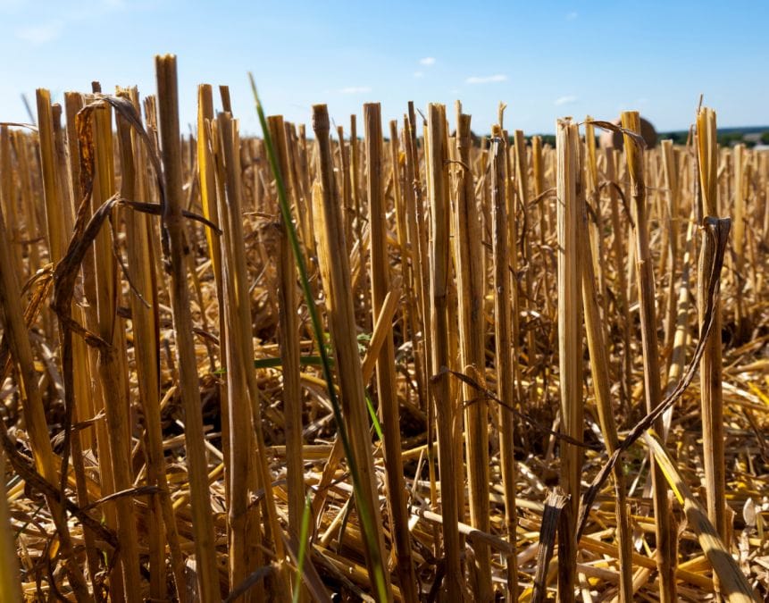 turning wheat straw into pellets