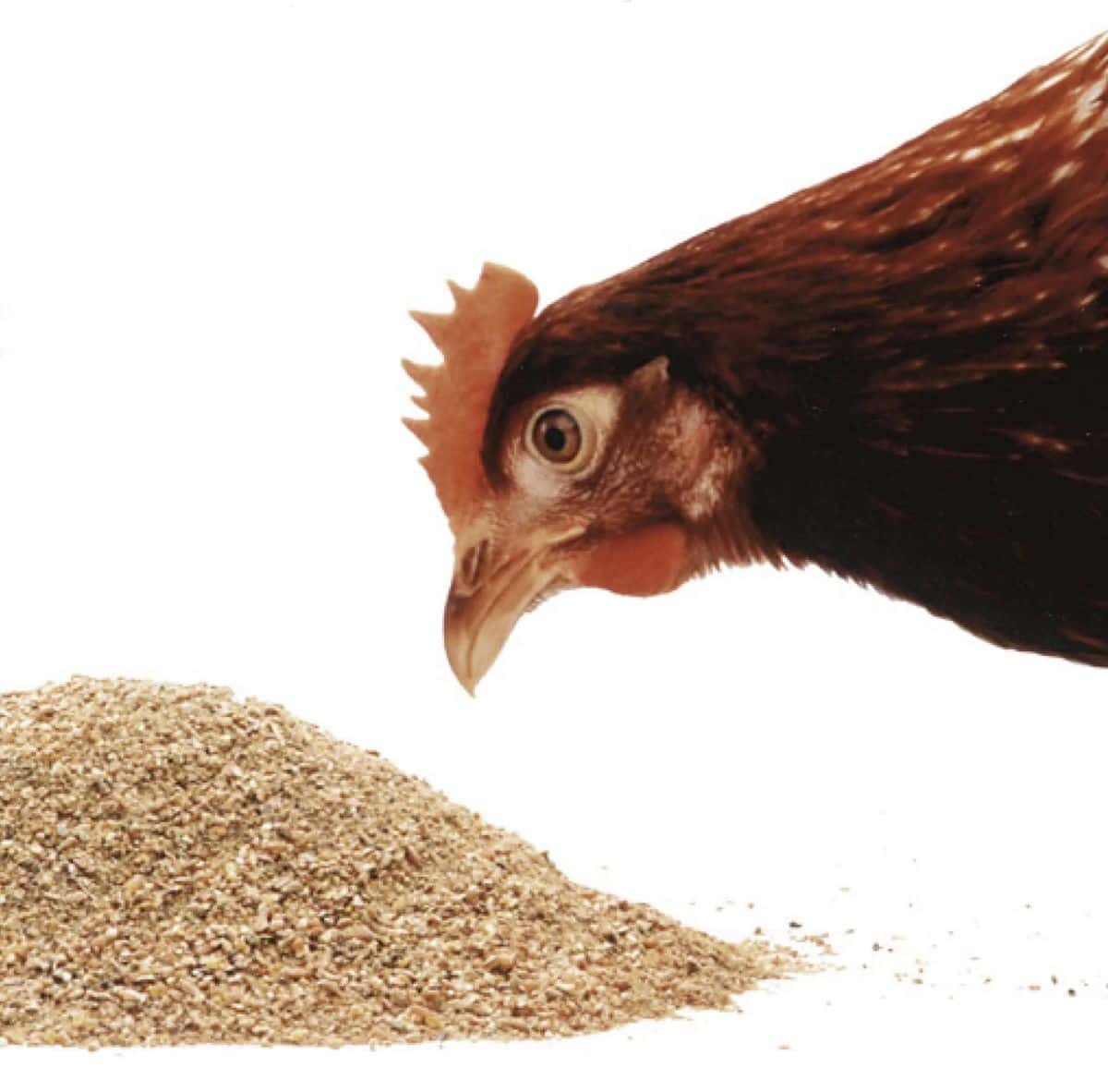 Hen feed production requirements