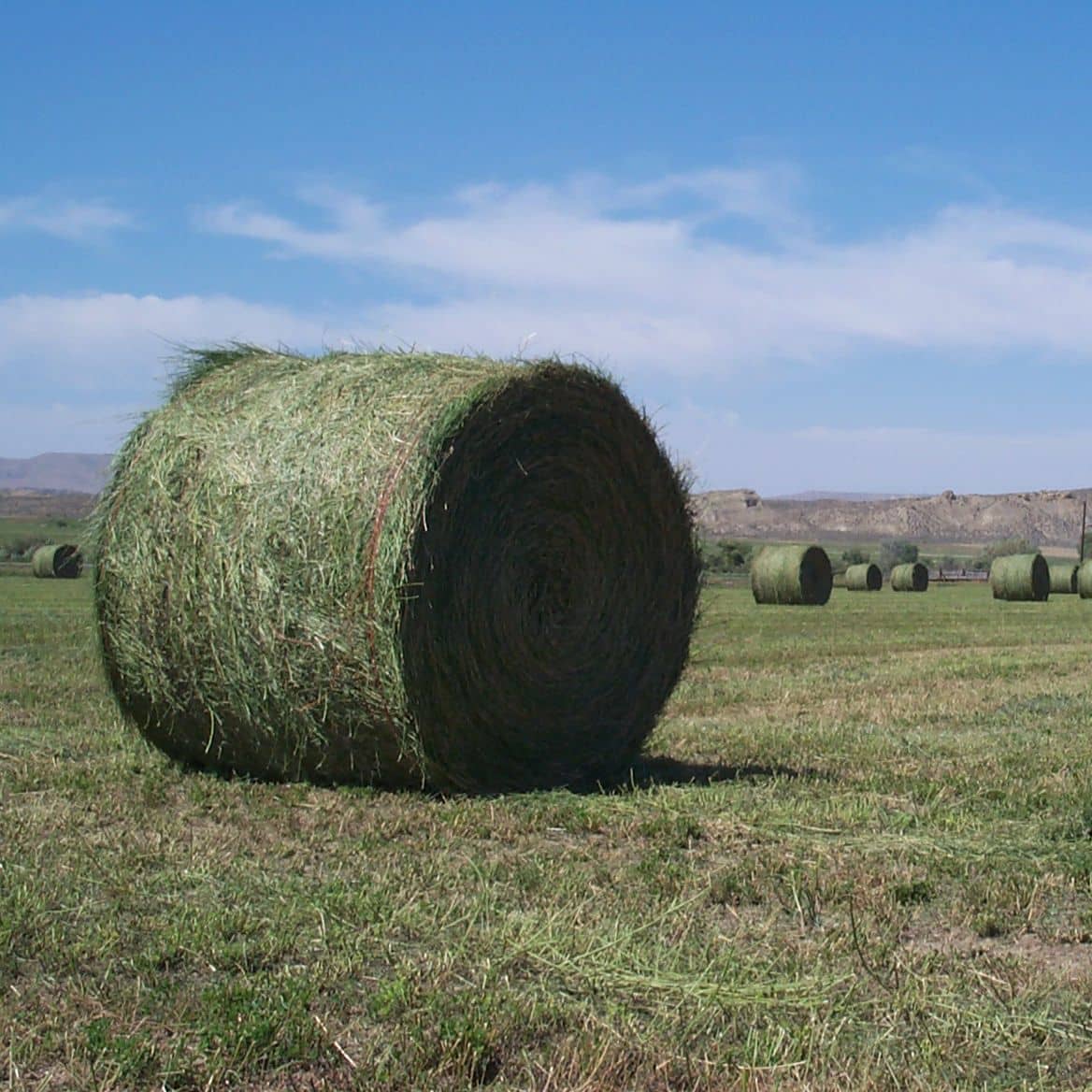 alfalfa hay for pellets