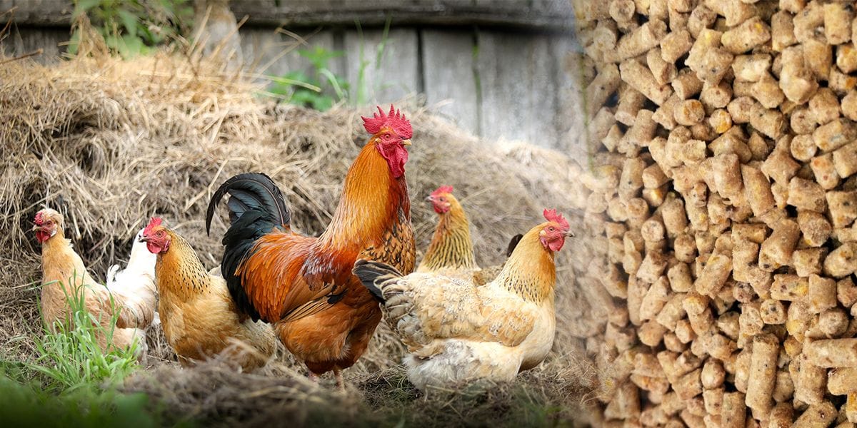 Why invest in chicken feed production business