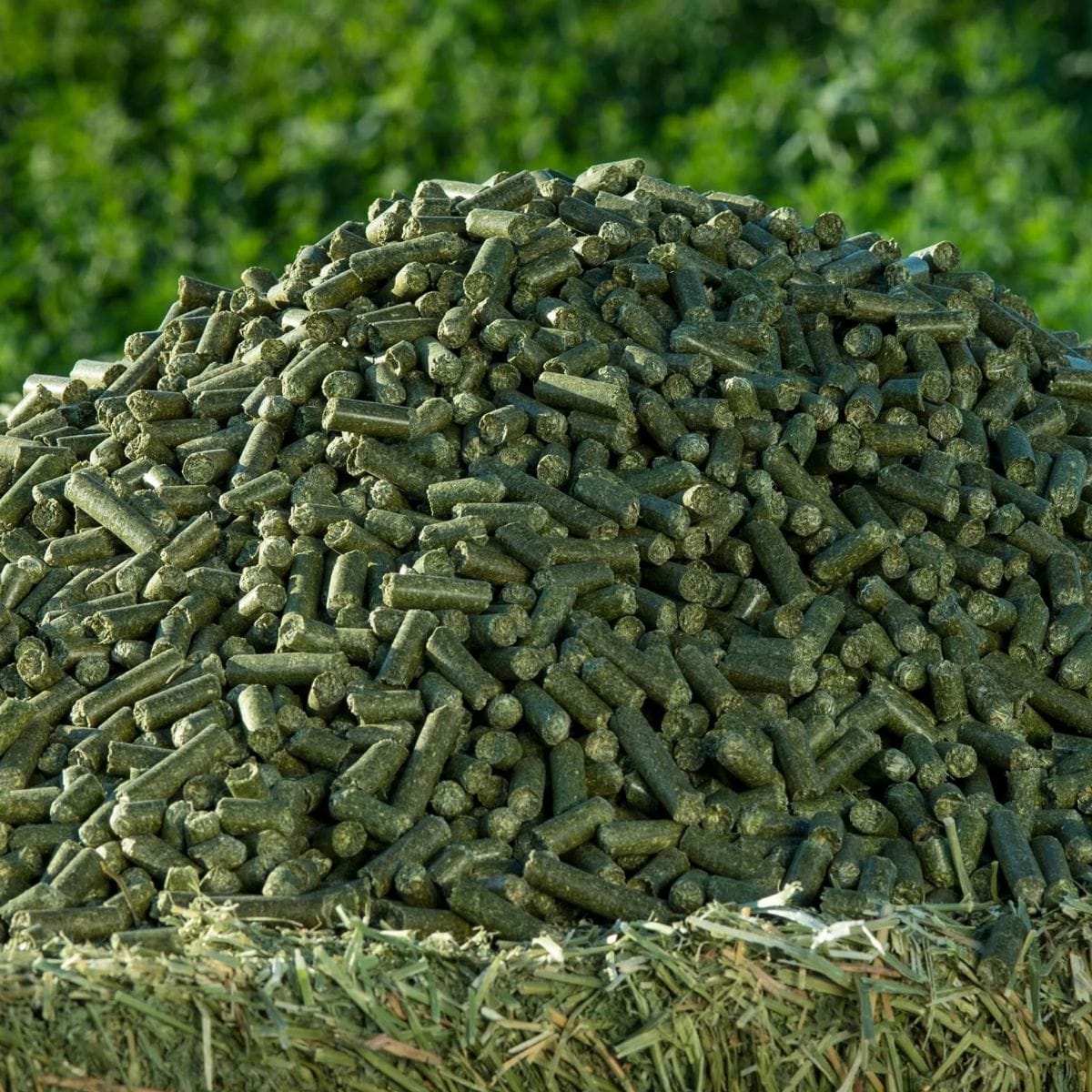 alfalfa grass pellets for cow goat horse