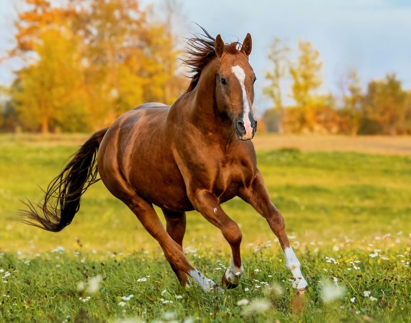 livestock feed pellet machine for horse