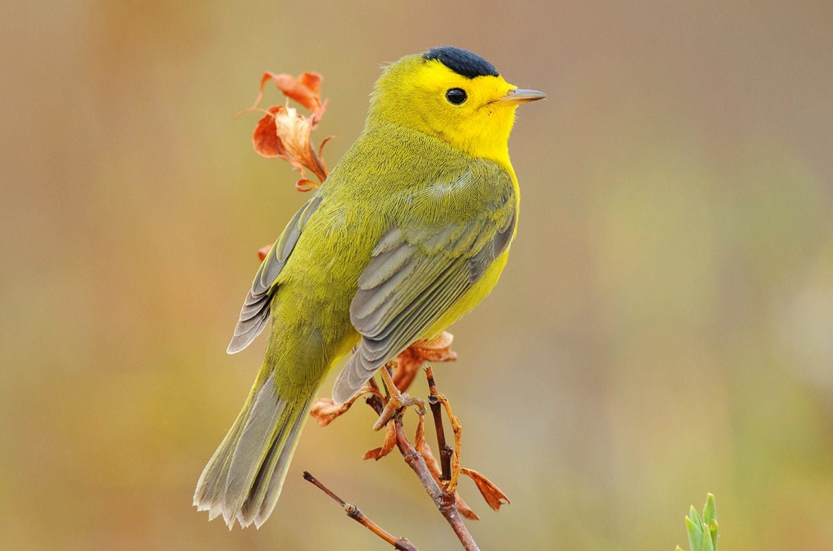 how to make bird feed