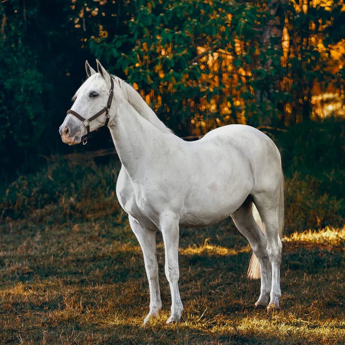 white horse