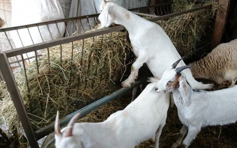 How-to-feed-goats
