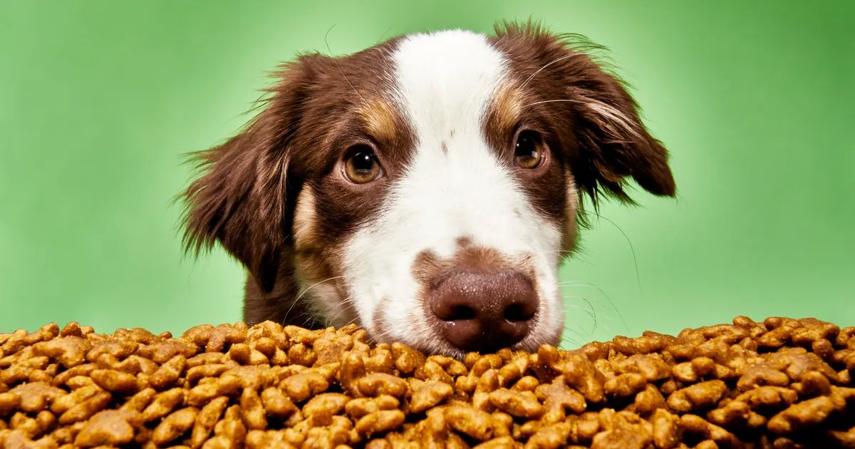 Why Use Pet Food Dryer