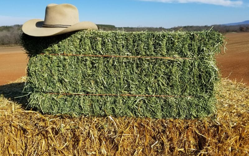 alfalfa drying