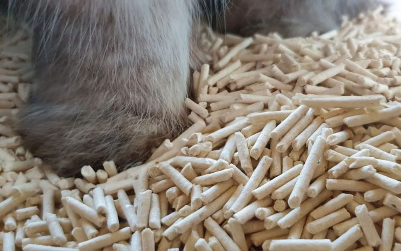 cat litter drying