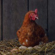 hen feed solution