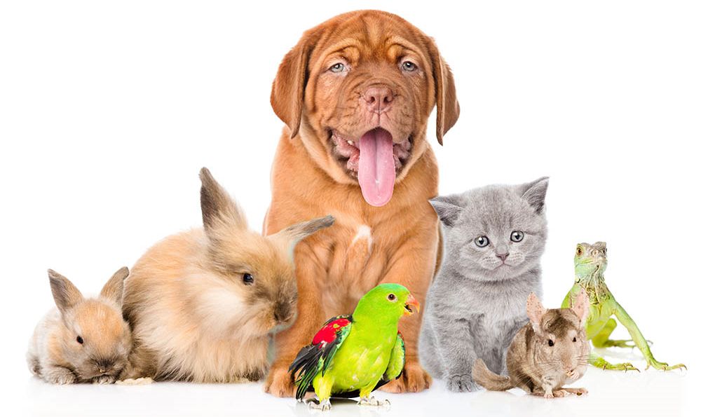 pets animal
