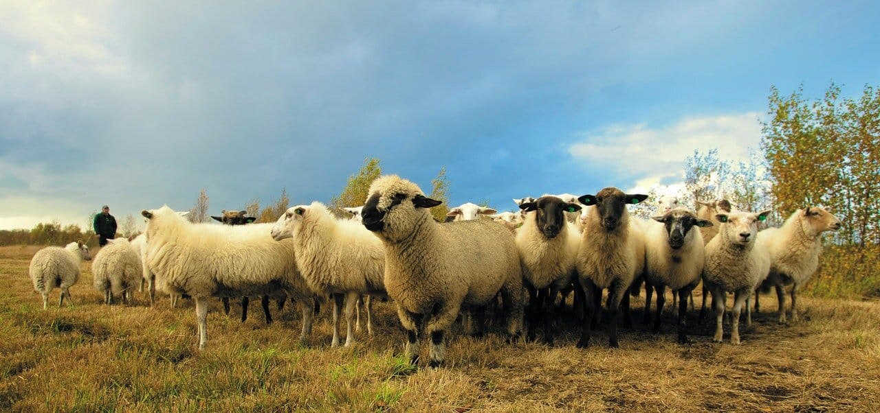 sheep goat