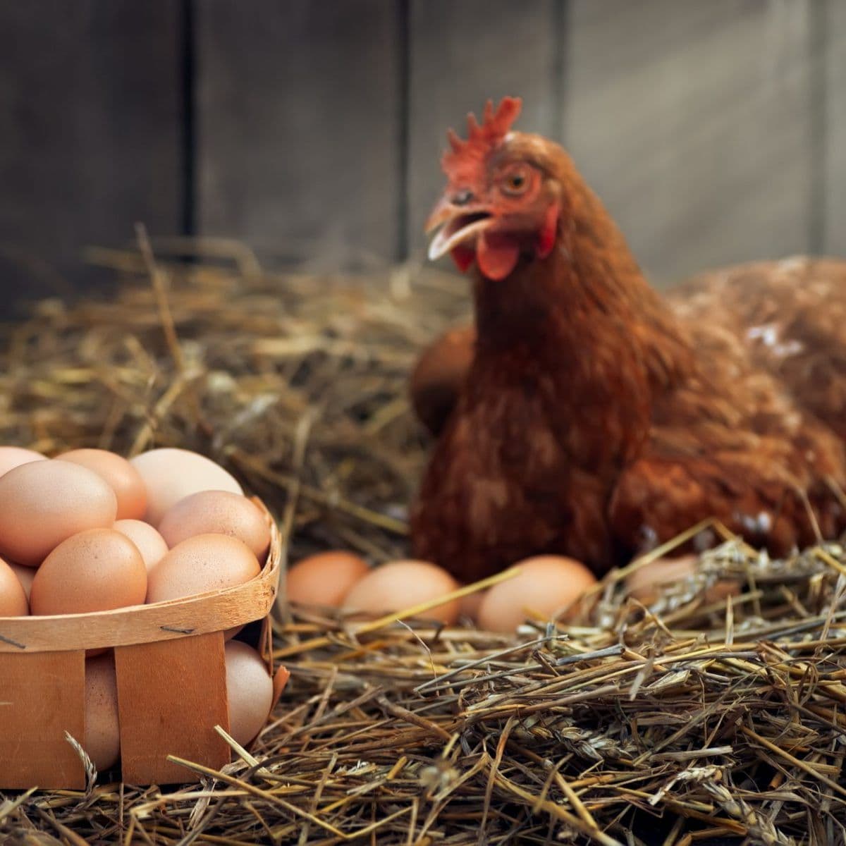Poultry Industry Frequently Asked Questions