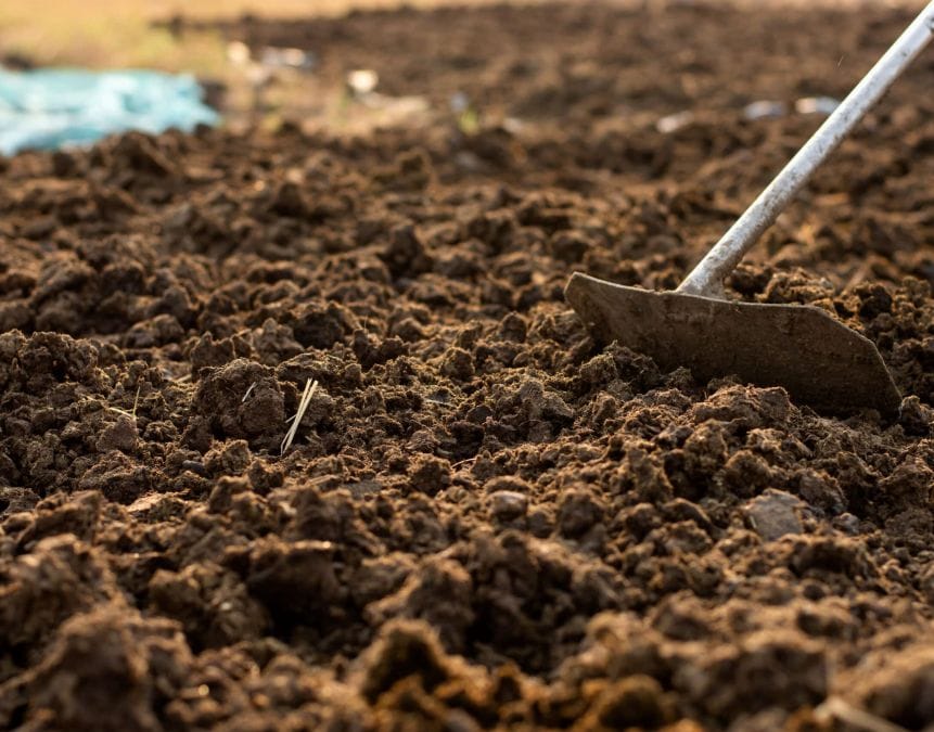 cattle manure