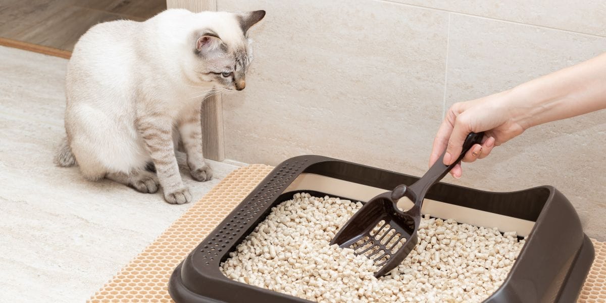 Применение машины для производства гранул для кошачьего туалета