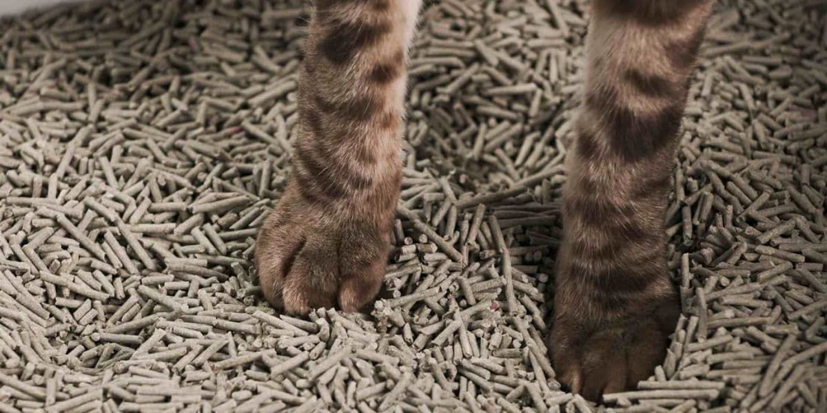 Bentonite In Cat Litter Production