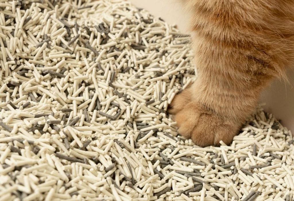 cat litter pellet production