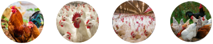 raw material for broiler feed mill
