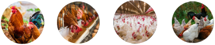 raw material for chicken feed mill plant