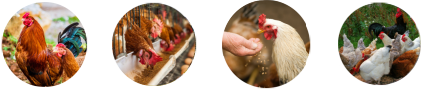 raw material for hen feed plant