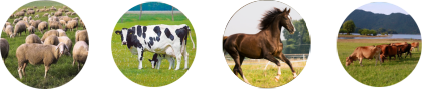 сырье для линии по производству кормов для скота