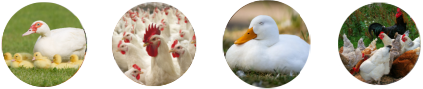 raw material for poultry feed production line