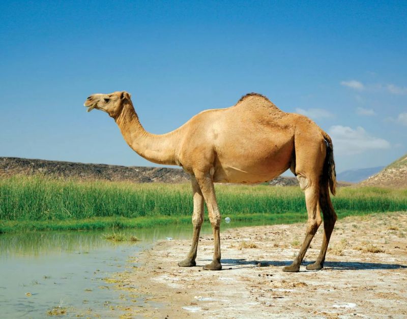 livestock feed pellet machine for camel