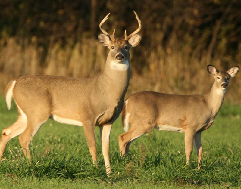 livestock feed pellet machine for Deer