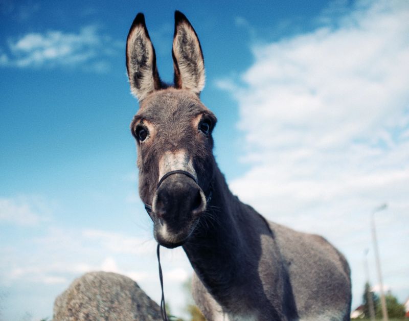 livestock feed pellet machine for Donkey