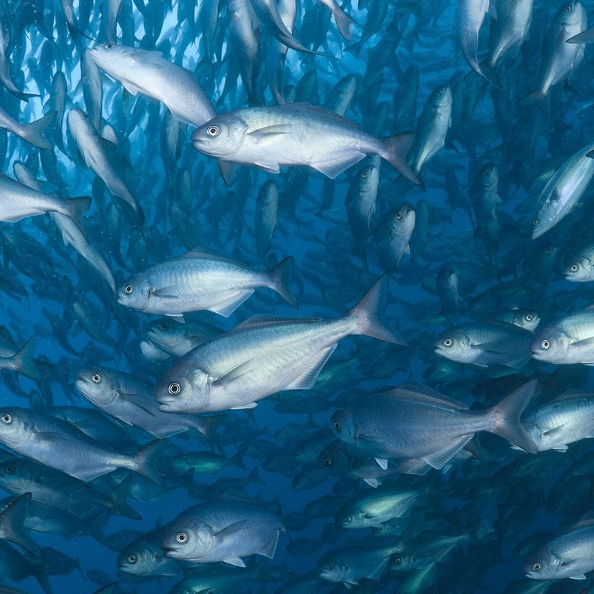 Indian customers are about to build a high-end aquatic feed production line
