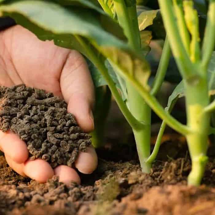 Thai customer is about to build a new 80,000-ton bio-organic fertilizer project
