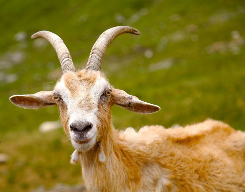 livestock feed pellet machine for goat