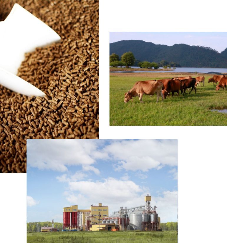 how to choose feed mill pellet machine