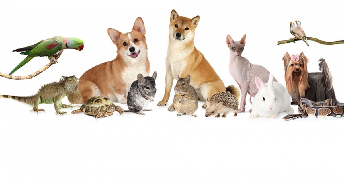 pet