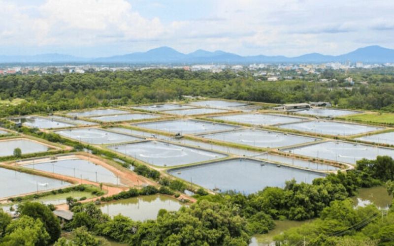 prawn farm