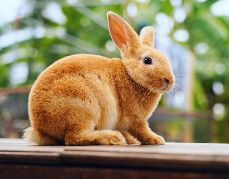 livestock feed pellet machine for rabbit