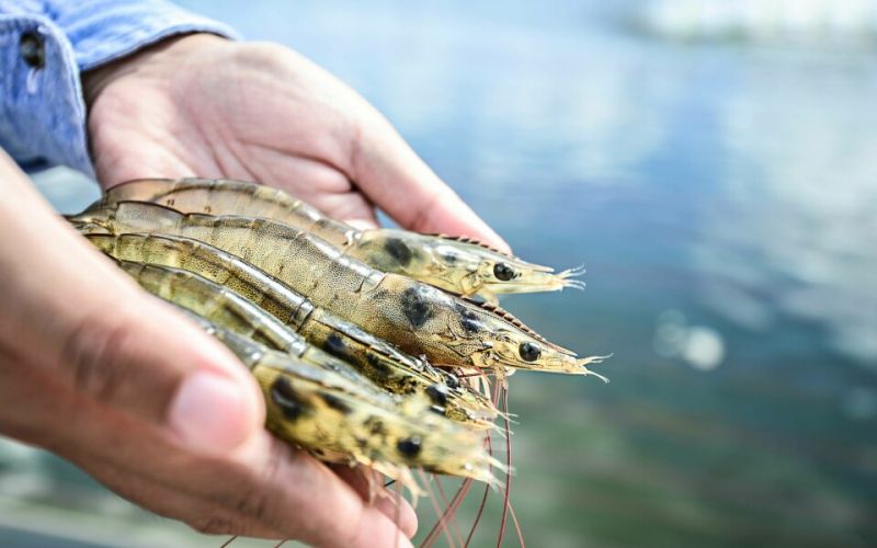 shrimp