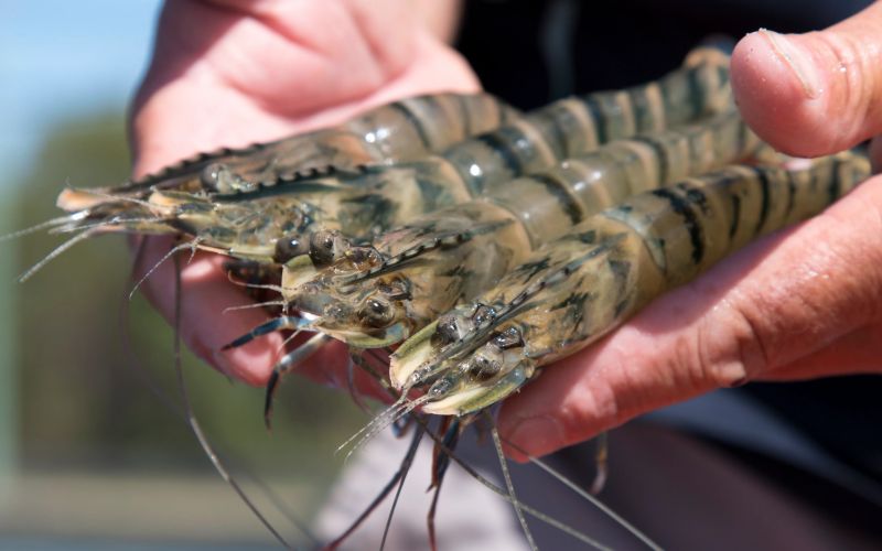 shrimps