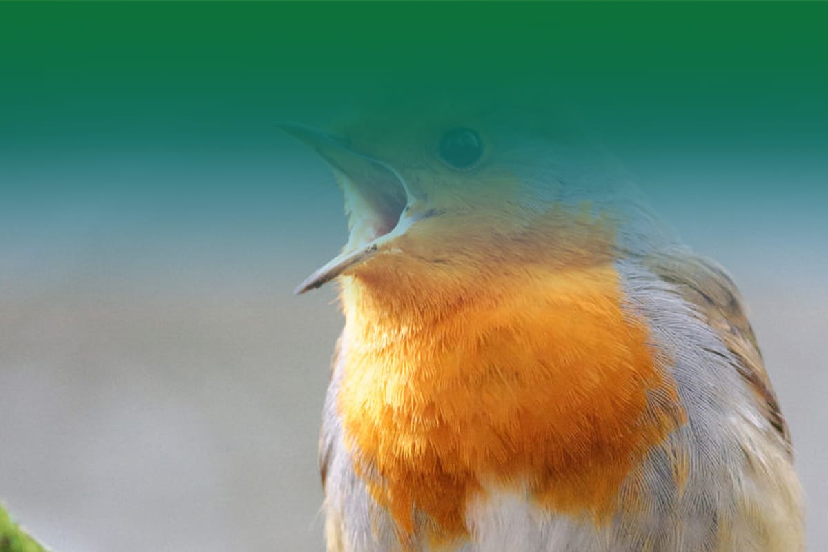 bird
