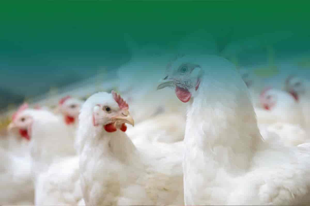 broilers