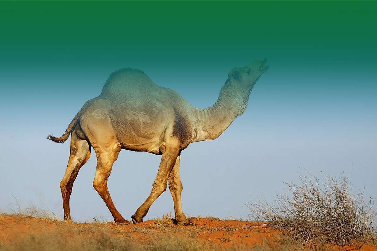 camel