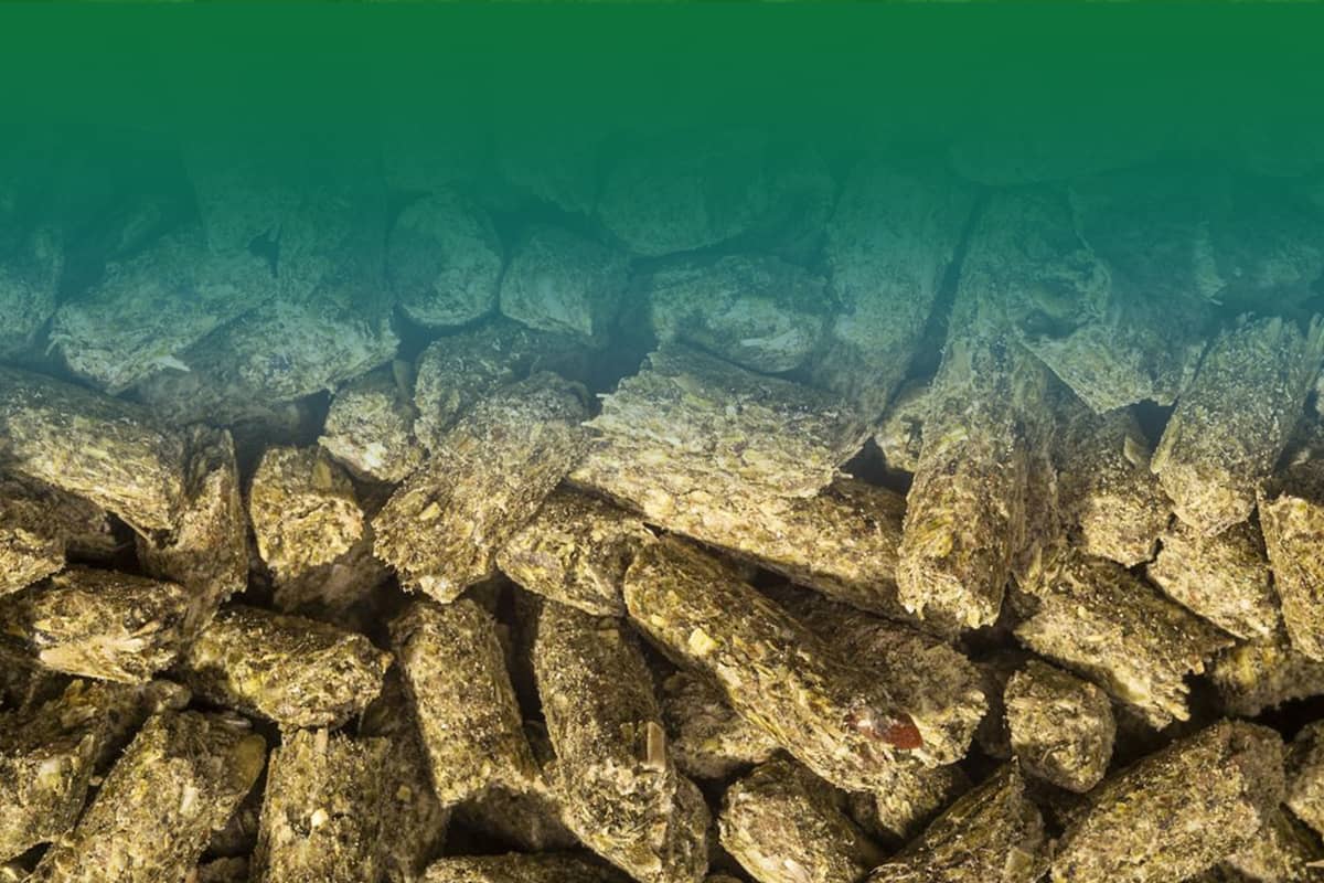 compound feed
