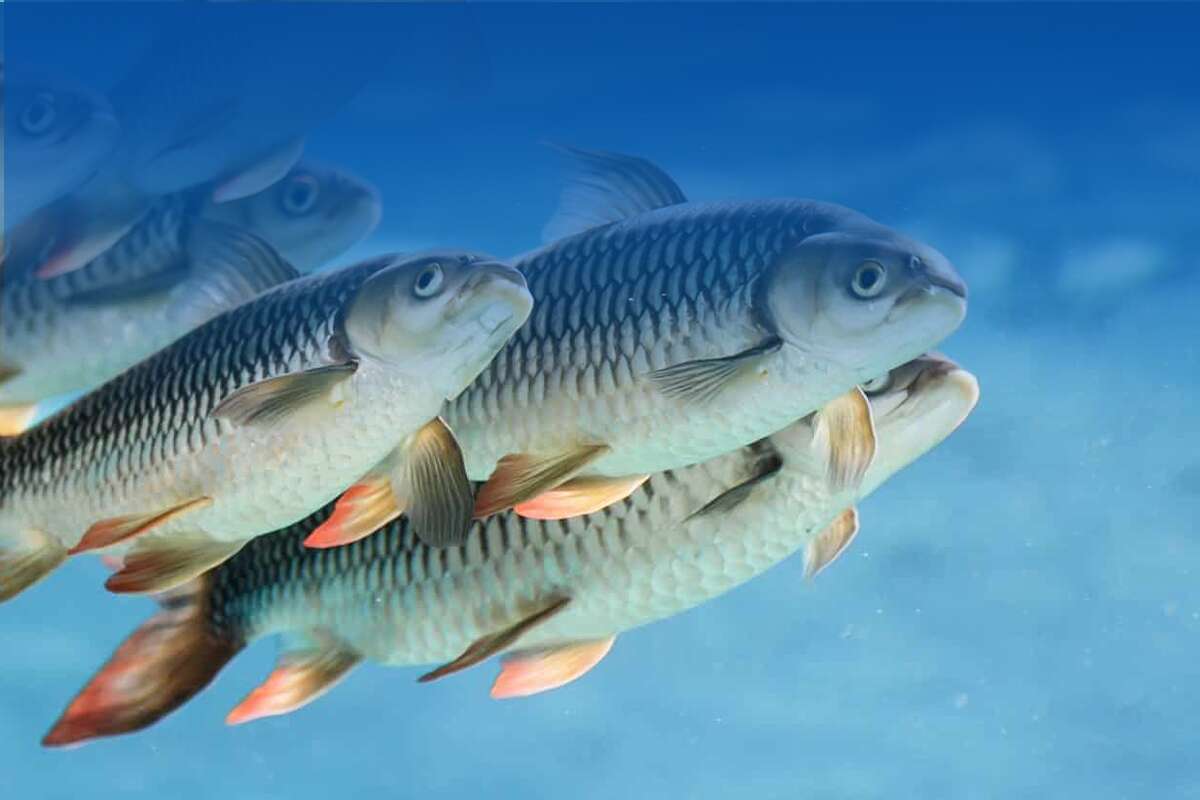 floating fish